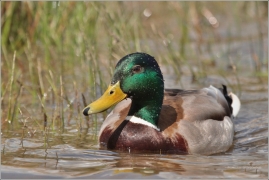 <p>KACHNA DIVOKÁ (Anas platyrhynchos) /Mallard - Stockente/</p>